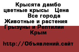 Крысята дамбо цветные крысы › Цена ­ 250 - Все города Животные и растения » Грызуны и Рептилии   . Крым